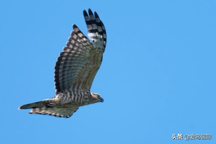 索尼selp1670镜头评测,索尼alpha9镜头