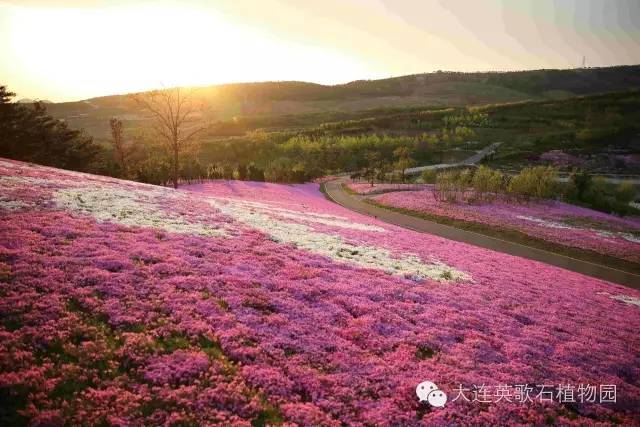 拍照圣地网红打卡大连,大连网红打卡地景点拍照