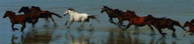 无马不自由！22部“有马”的电影，请盘住