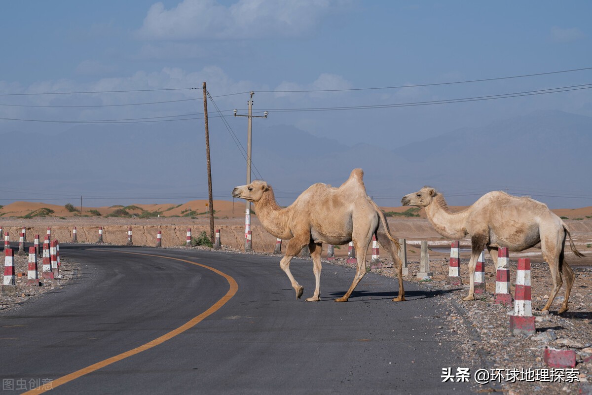 内蒙古阿拉善盟骆驼之乡,阿拉善左旗骆驼之乡在哪