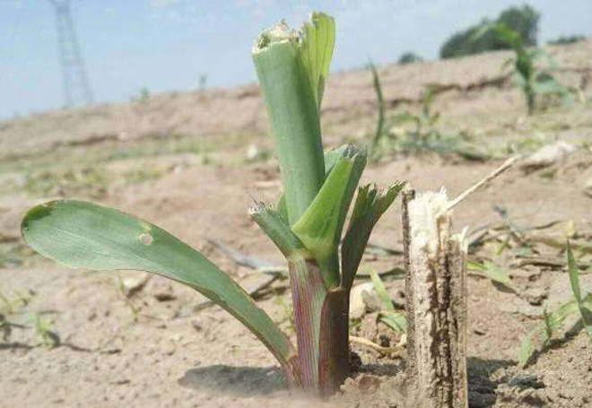 玉米五六个叶可以种什么,种植的玉米几片叶可以提苗