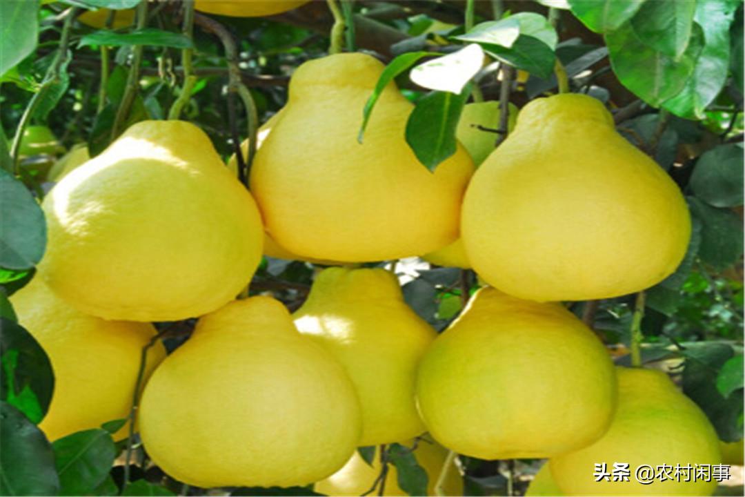 种植柚子前景如何,种柚子的前景如何