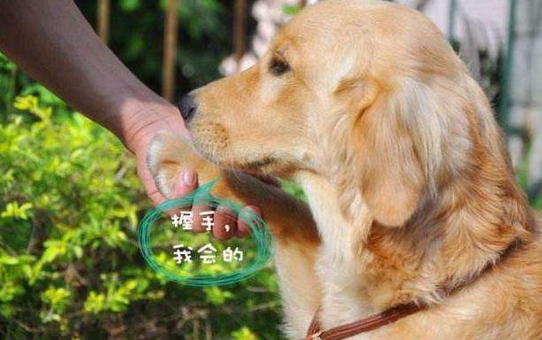 让金毛长得好的狗粮,怎么让金毛喂食不咬人