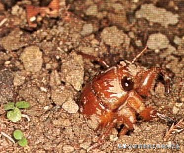 种地顺口溜大全集,种地忙顺口溜