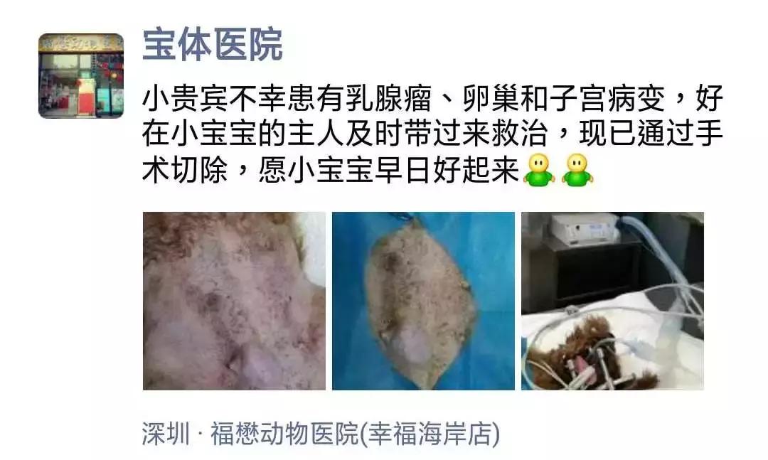 福懋动物医院香港路分院,福懋动物诊所猫咪疫苗