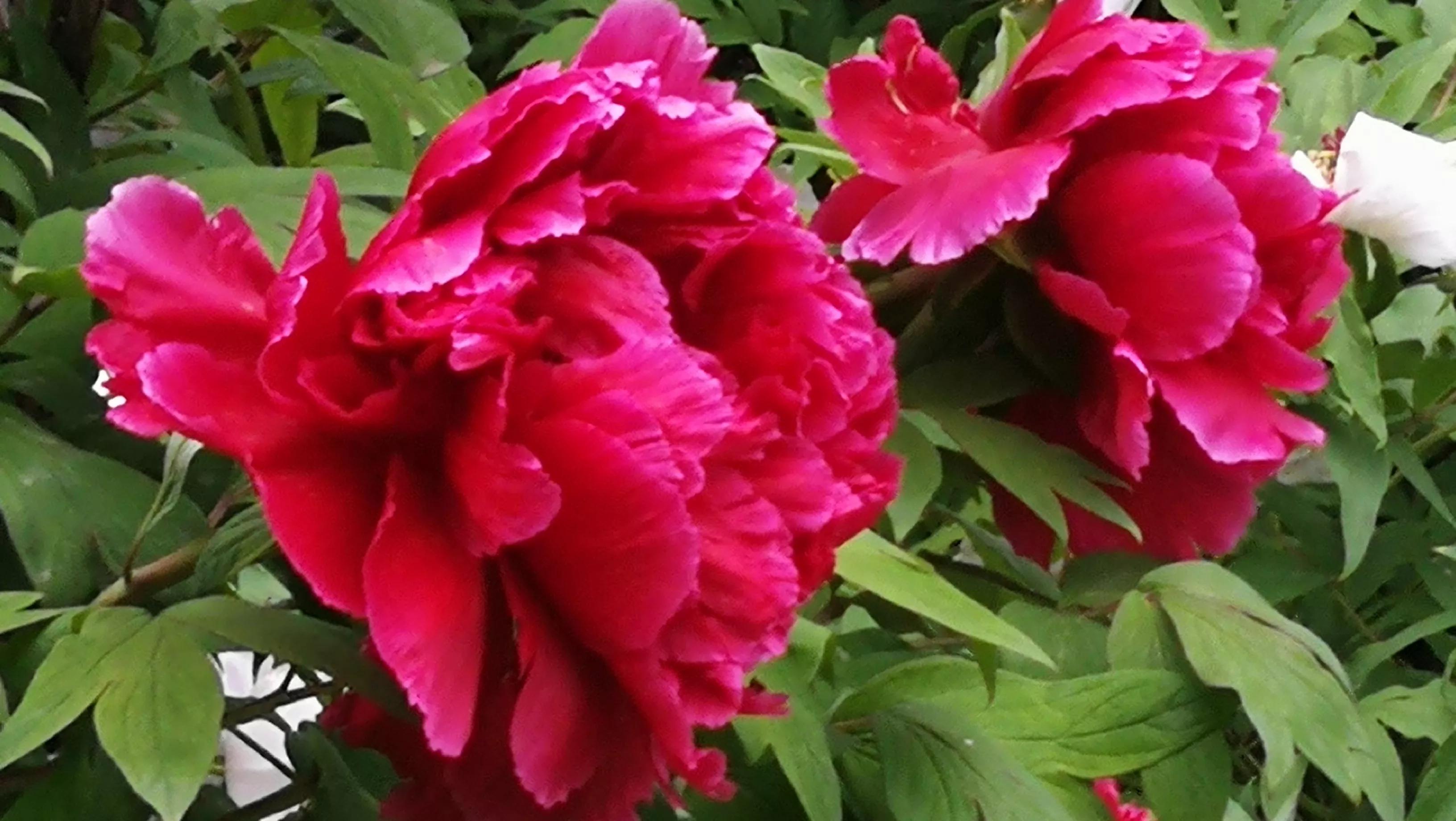 成语故事逐鹿中原,定鼎中原成语故事视频