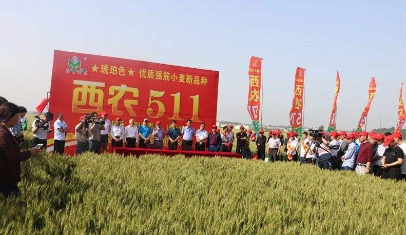 高抗倒伏的高产小麦品种,小麦高产大穗抗冻新品种