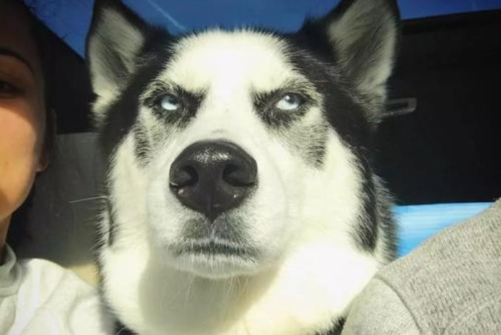 狗狗的食物里面能放点食用盐吗,狗狗喂狗粮能用盐吗