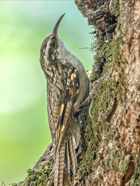 东江揽胜,惠州淡水常见鸟类图谱
