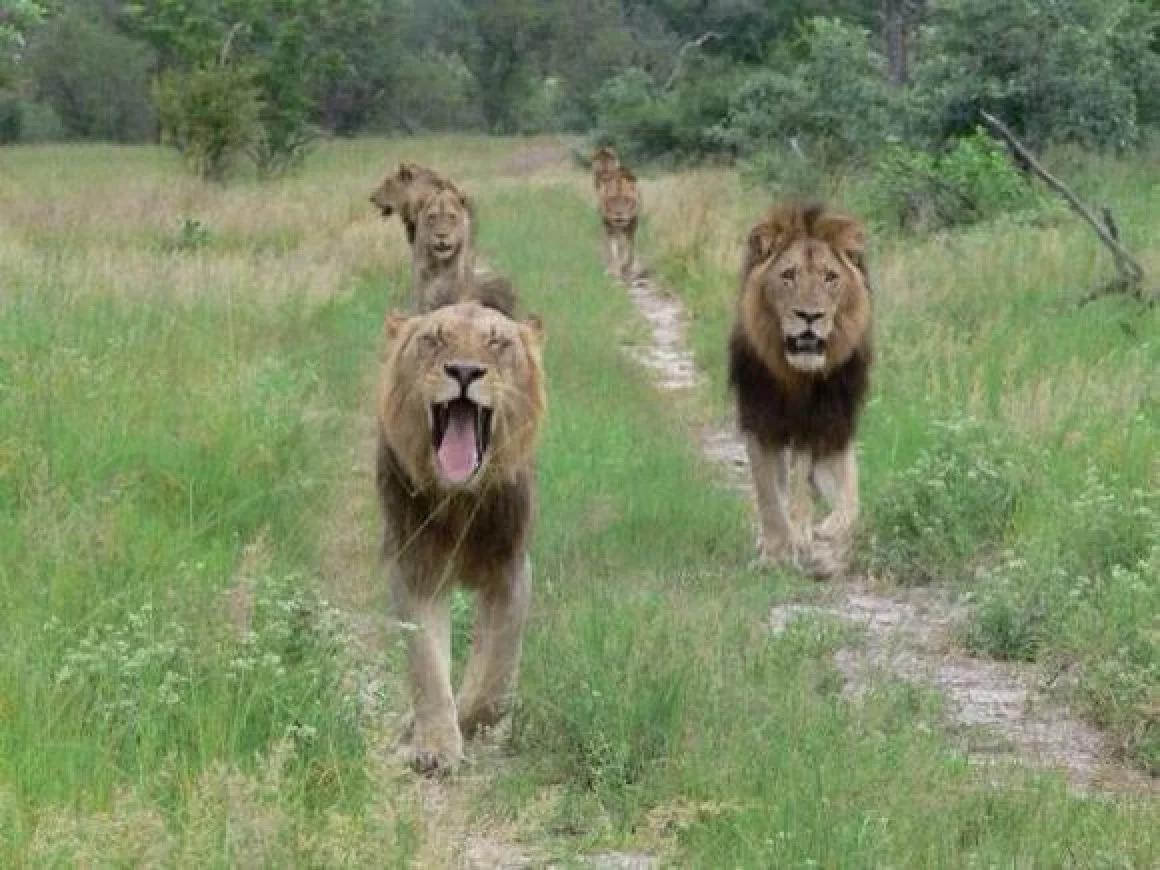 关于狮子的10个冷知识,冷知识之狮子