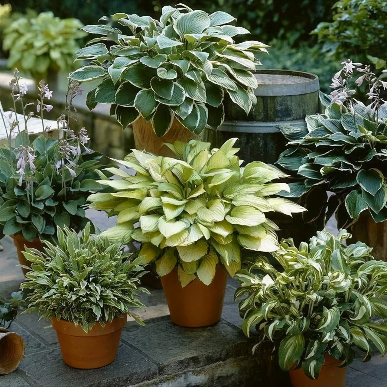 全封闭的院落适合养花吗,家庭小院养花技巧