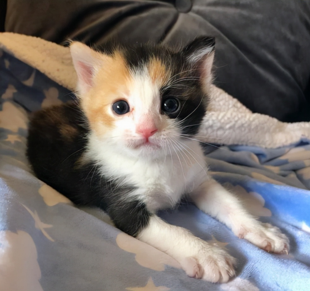 小猫因为喝羊奶粉拉稀怎么解决,小猫拉稀怎么解决