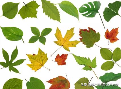 小孩乱吃植物严重后果视频,宝宝误食的植物有哪些
