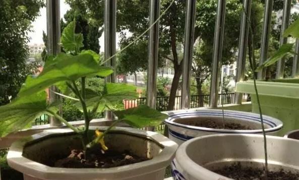 阳台可以种黄瓜吗,阳台种黄瓜施什么肥长得最好