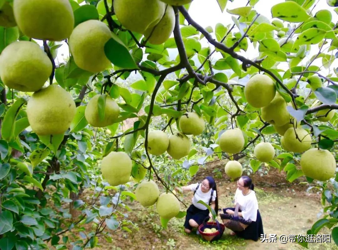 孟津5月采摘园哪个比较好,洛阳采摘攻略