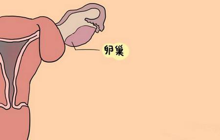 产后月经没来，会“排卵”吗？产后多久是“安全期”？