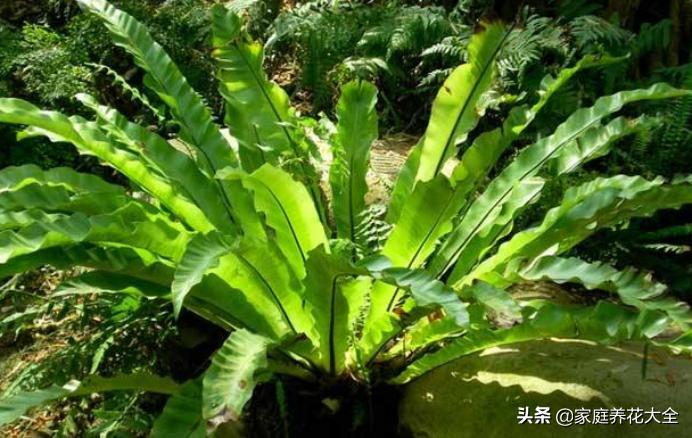 鸟巢蕨叶片水培怎么养护,如何养护鸟巢蕨