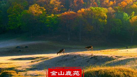 离俄罗斯只有一江之远,离黑龙江很近的俄罗斯城市