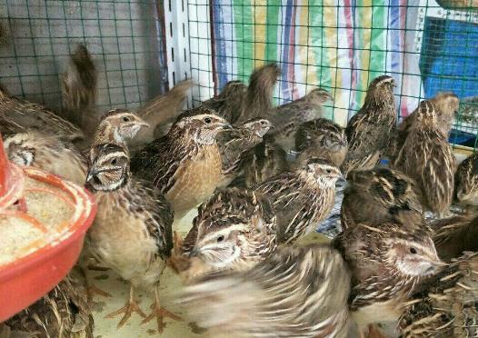 鹌鹑养殖方法视频,如何养鹌鹑会让鹌鹑全部安全出生