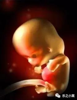 孕期胎儿成长图鉴,孕期胚胎成长图片