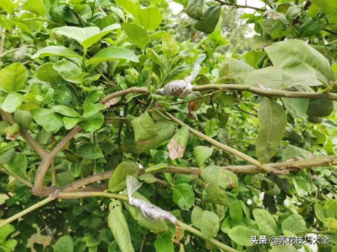 花卉繁殖有哪些常用方法,常见花卉的主要繁殖方法