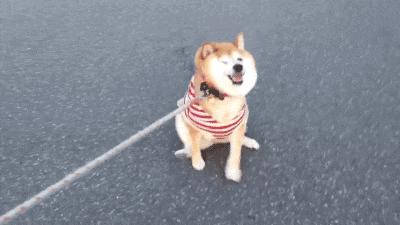 夏天狗狗喝水用什么东西,夏天狗狗喝水多正常吗