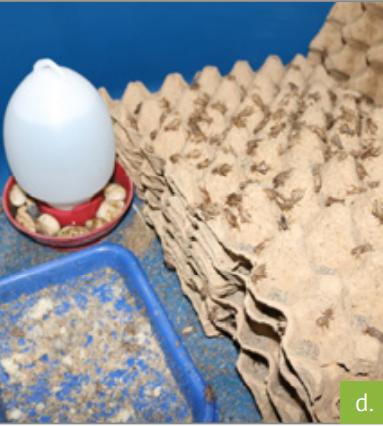 食用蟋蟀养殖赚钱吗农村,食用蟋蟀养殖