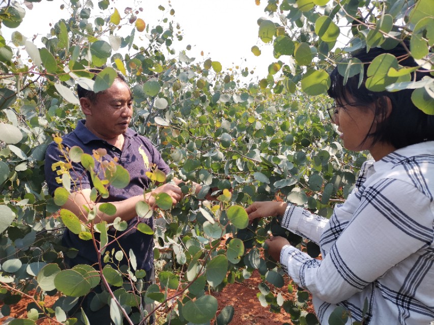 选好优质品种年年大丰收,选好品种好种苗好技术