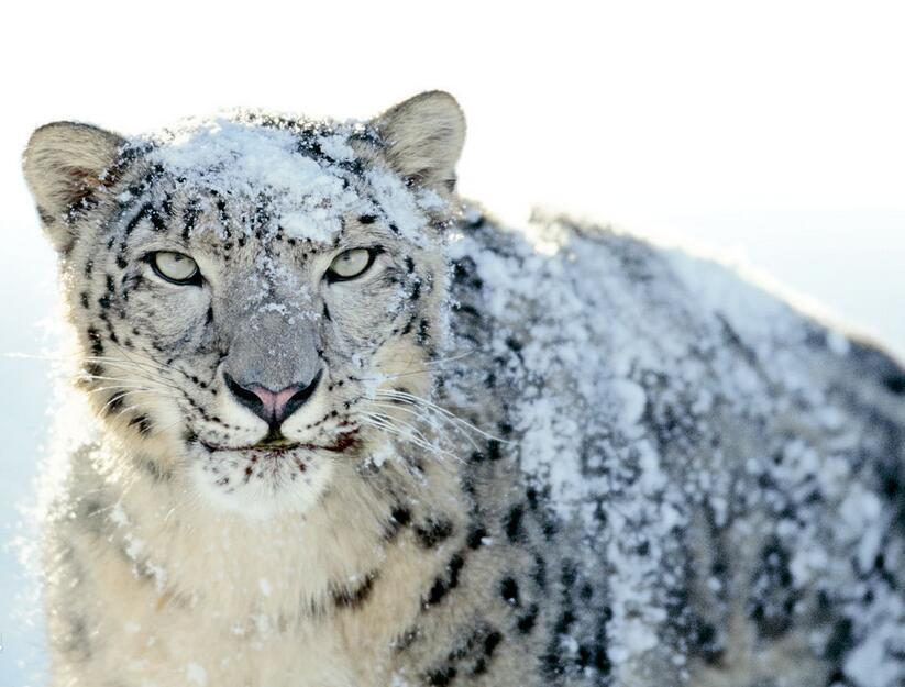 国际保护珍稀动物日科普,我们国家的珍稀动物有哪些