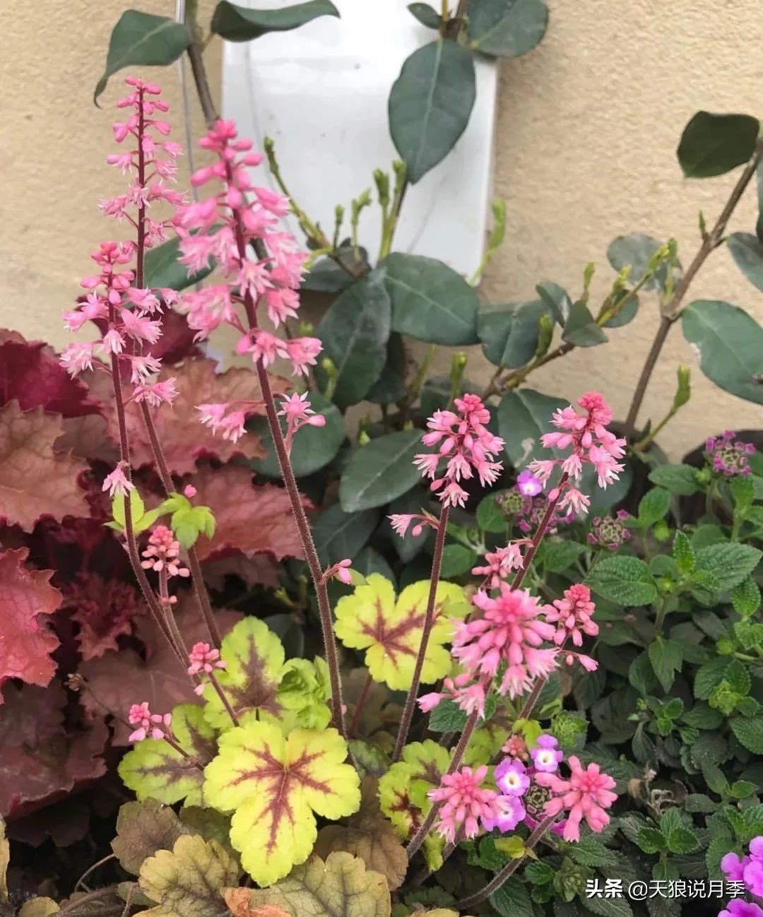 怎么打造露台小花园,如何打理自己的露台小花园