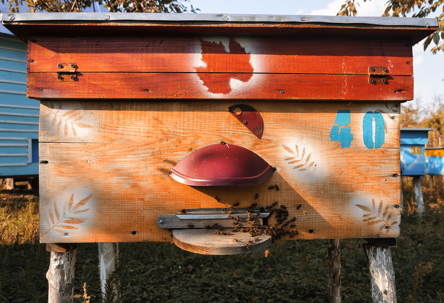 养蜂人不容易,养蜂人的故事