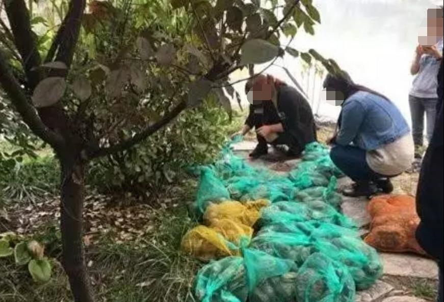 刚出壳的巴西龟一年能长多大,巴西龟的生长能力有多强