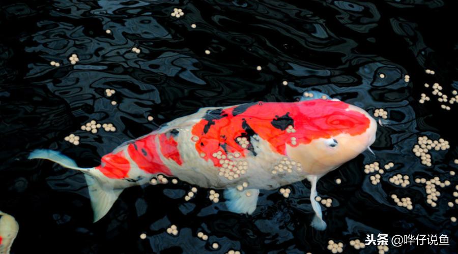 龙鱼是不是宠物,龙鱼就是鲤鱼吗