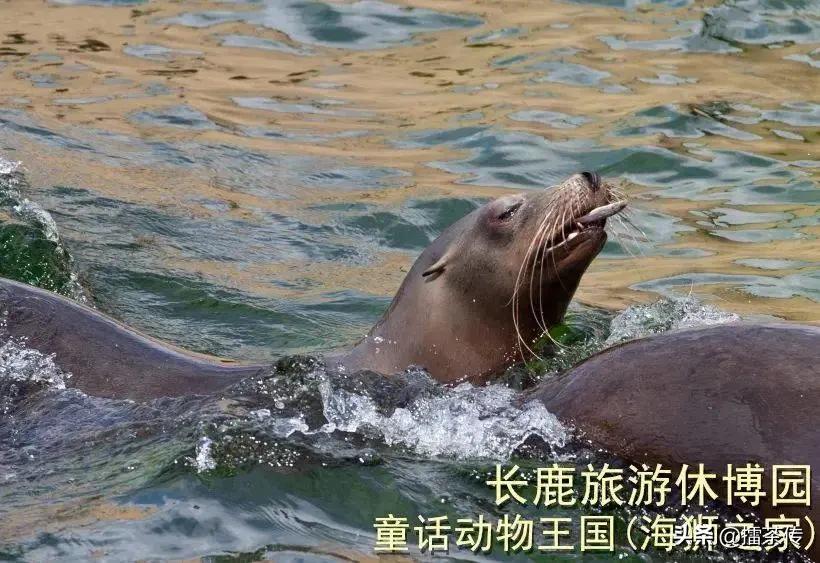 童话动物王国卡组,童话动物王国