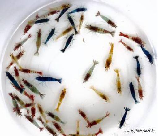 观赏虾的养殖方法图解,养观赏虾的正确方法和注意事项