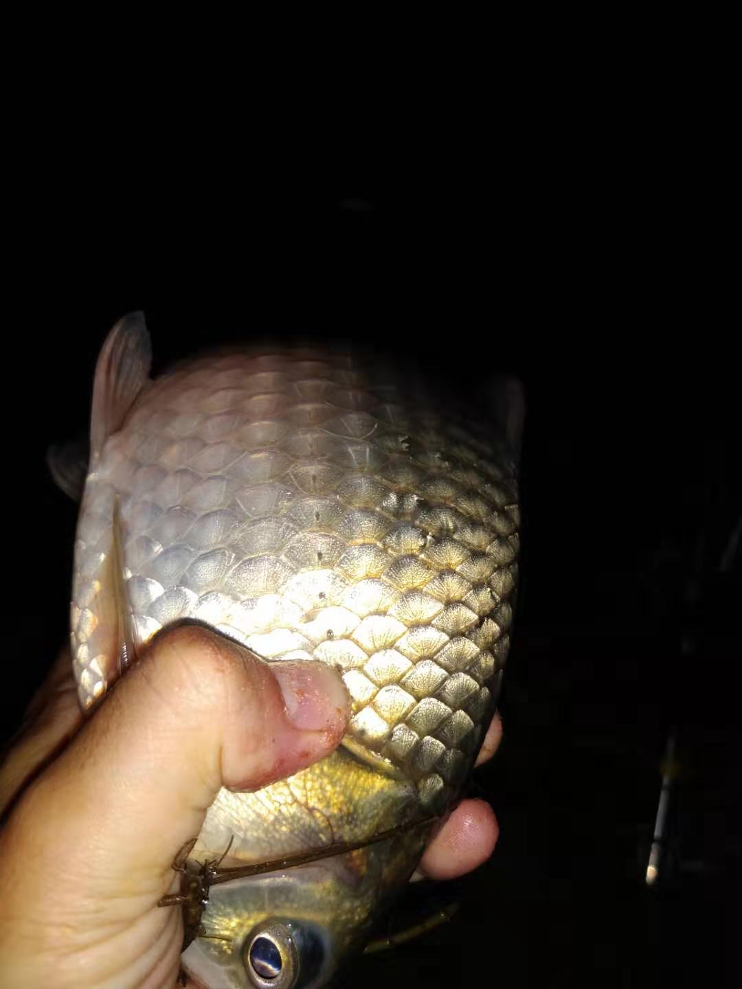 钓着钓着突然没口？这几个原因在作祟，改进口立马口好