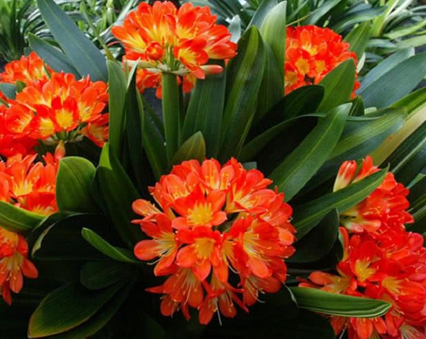 为何有的君子兰怎么养都不开花,君子兰长得很好但不开花怎么办