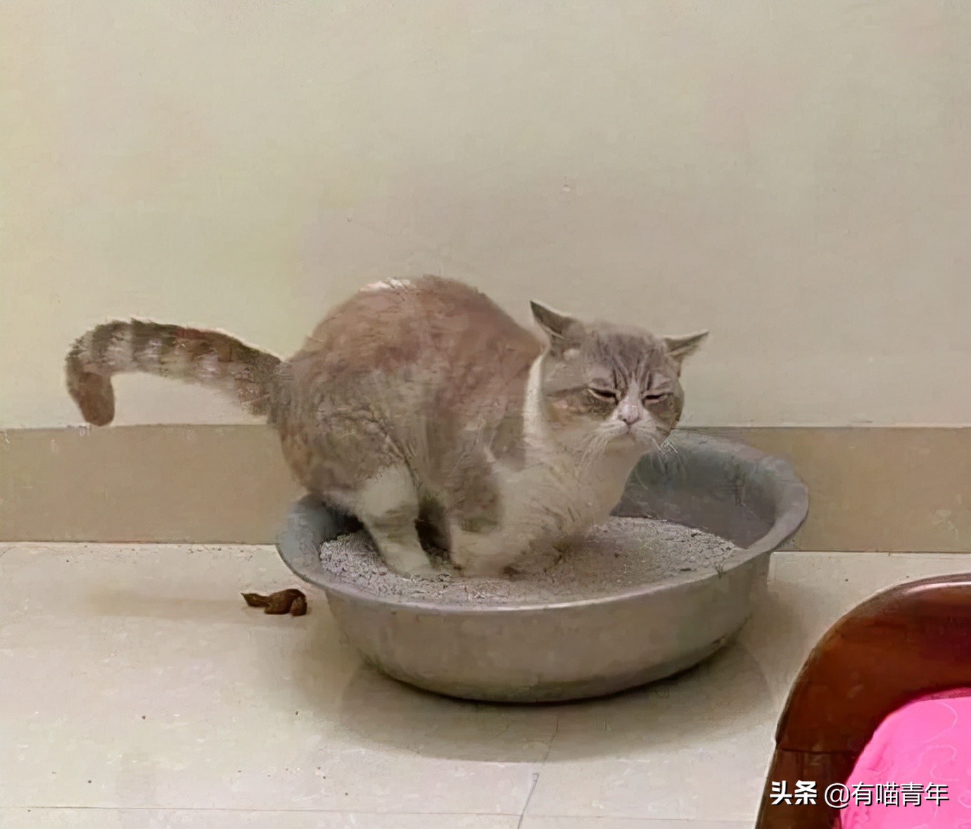 猫咪拉屎姿势好笑,猫咪拉屎搞笑表情