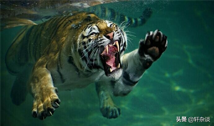 最大老虎能打过成年森蚺吗,世界上最大的蛇跟绿森蚺决斗