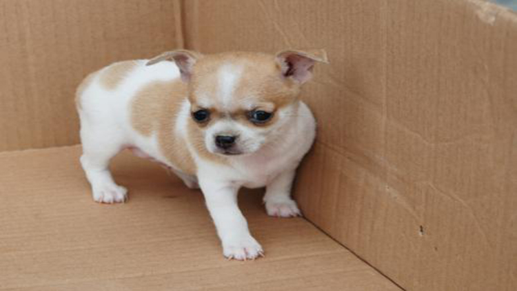 吉娃娃天生的技能,吉娃娃遛娃神器