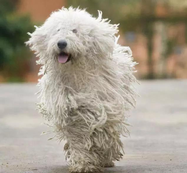 45种狗狗,45种狗类