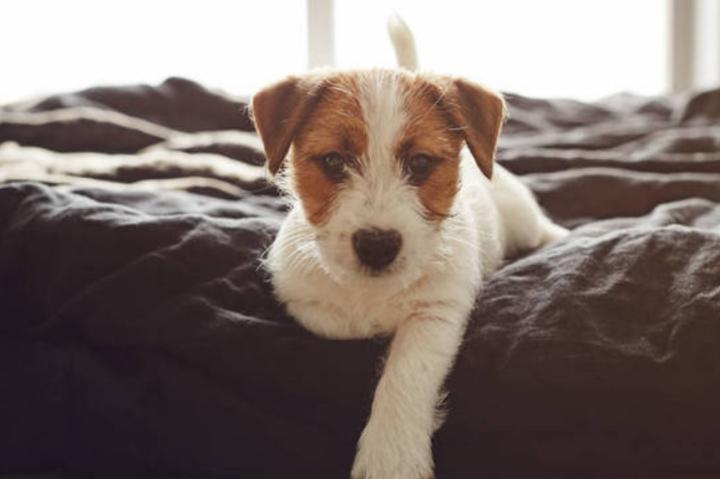 狗吐黄色粘液怎么办,狗嘴流粘液用什么药