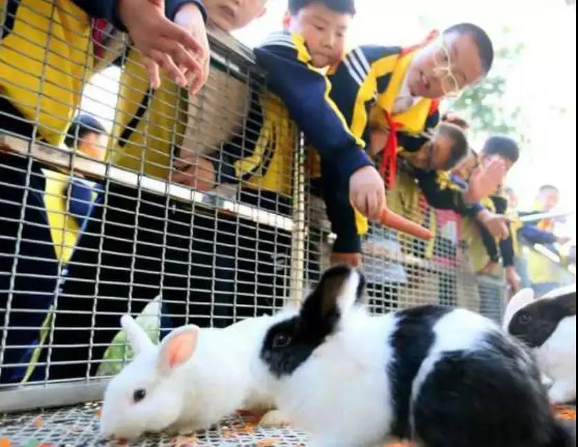 东南花都花博园景观,东南花都花博园