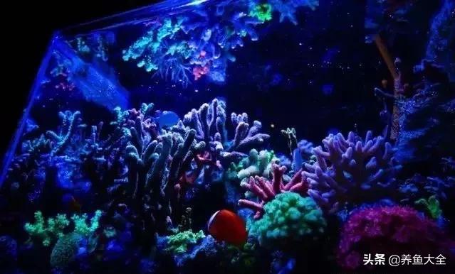 原生缸混养好还是单养好,无蛋分无过滤可以养小丑鱼吗