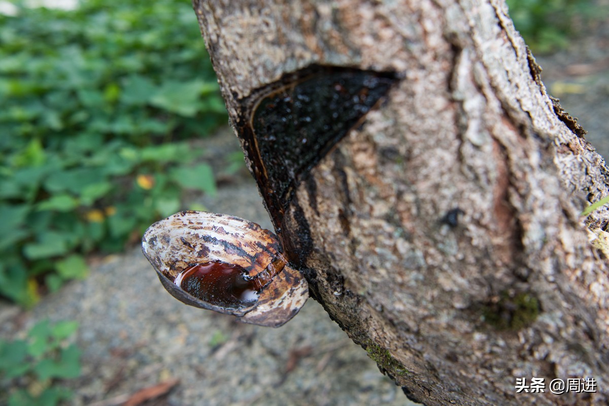 割漆因为什么让人体产生危害,漆树割漆人