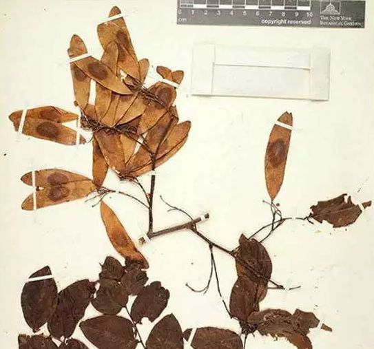 黄檀和黄花梨的区别,买天然正品黄花梨