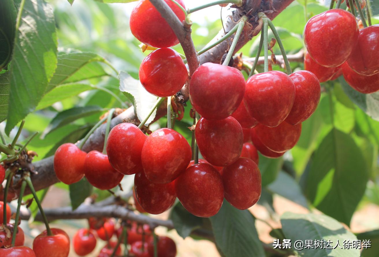 俗话说樱桃好吃树难栽啥意思,樱桃好吃树难栽教学