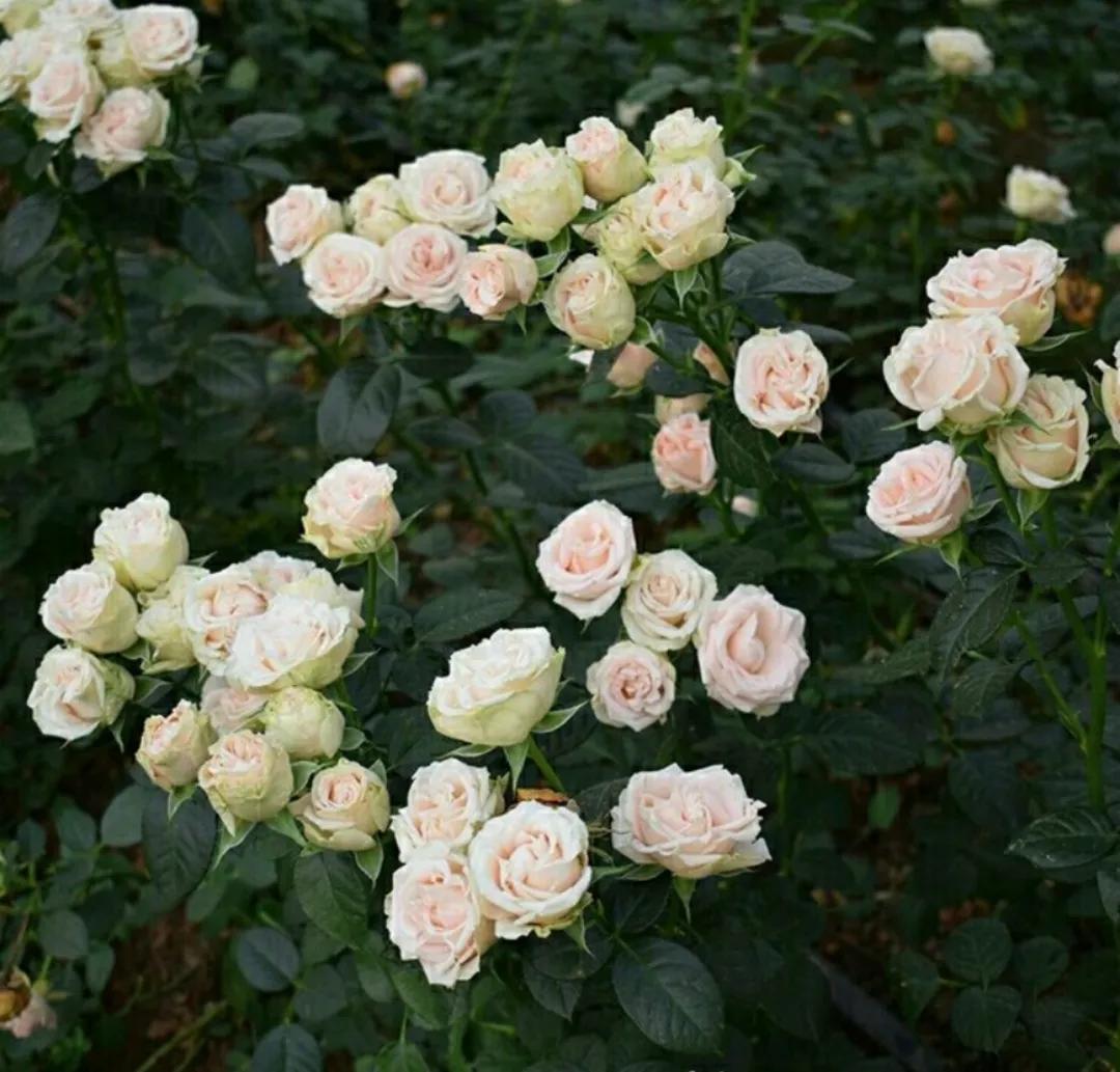 100种玫瑰之61浪漫泡泡