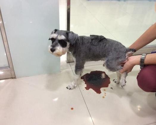 一个主人很久没有给狗喂食物,雪纳瑞拒绝喂食