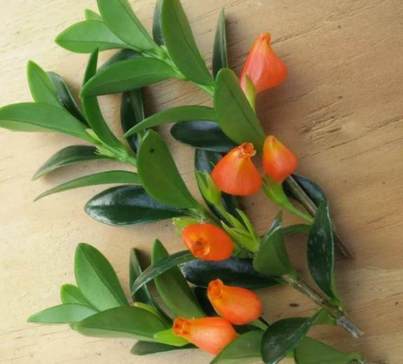 金鱼吊兰怎样养才能花开爆盆,金鱼吊兰怎么打理开花爆盆